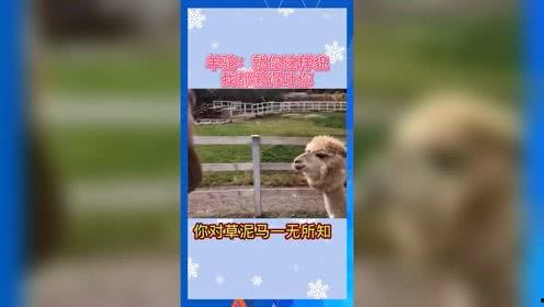 吃瓜群众娱乐版下载安装,吃瓜群众娱乐版安装指南