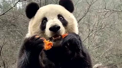 娱乐吃瓜大熊猫视频下载