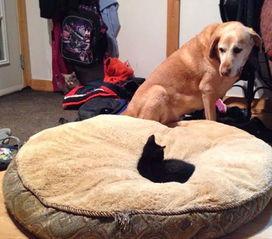 娱乐吃瓜酱狗窝,娱乐圈背后的真实故事