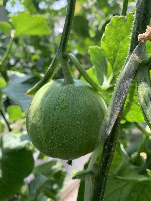 重楼娱乐吃瓜,揭秘娱乐圈最新“吃瓜”事件