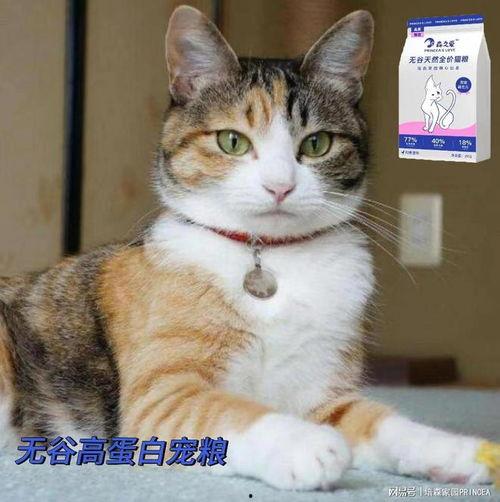 娱乐吃瓜酱三花猫,娱乐吃瓜酱的趣味生活揭秘